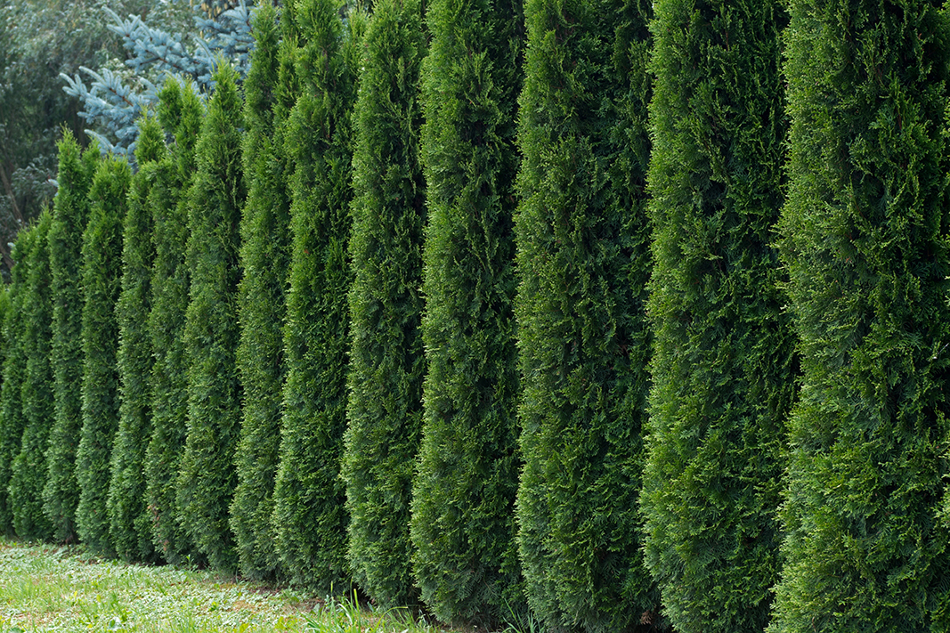Evergreen privacy screen for Rockland County NY